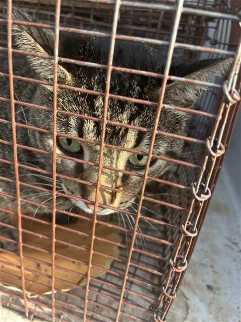 A657303, Adult Domestic Short Hair (medium coat), cat for adoption in League City, Texas