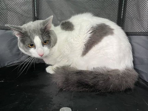 A657332, Adult Domestic Medium Hair (medium coat), cat for adoption in League City, Texas