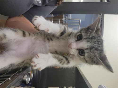 A657397, Baby Domestic Short Hair (medium coat), cat for adoption in League City, Texas