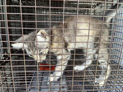 A657406, Baby Domestic Short Hair (short coat), cat for adoption in League City, Texas