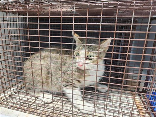 A657417, Young Domestic Short Hair (medium coat), cat for adoption in League City, Texas