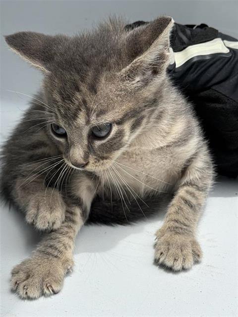 A657421, Baby Domestic Short Hair (short coat), cat for adoption in League City, Texas