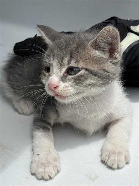 A657422, Baby Domestic Short Hair (short coat), cat for adoption in League City, Texas