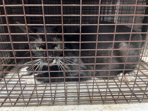 A657445, Young Domestic Short Hair (short coat), cat for adoption in League City, Texas