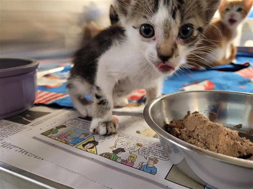 A657541, Baby Domestic Short Hair (short coat), cat for adoption in League City, Texas