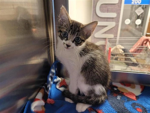 A657543, Baby Domestic Short Hair (short coat), cat for adoption in League City, Texas