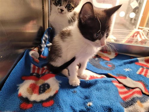 A657544, Baby Domestic Short Hair (short coat), cat for adoption in League City, Texas