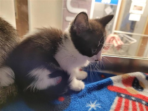 A657545, Baby Domestic Short Hair (short coat), cat for adoption in League City, Texas