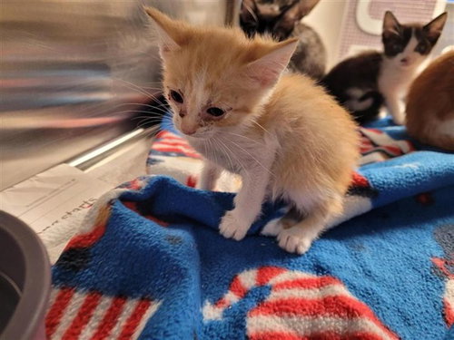 A657546, Baby Domestic Short Hair (short coat), cat for adoption in League City, Texas