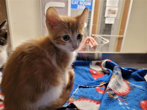 A657547, Baby Domestic Short Hair (short coat), cat for adoption in League City, Texas