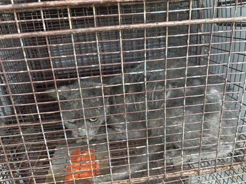 A657571, Adult Domestic Short Hair (short coat), cat for adoption in League City, Texas