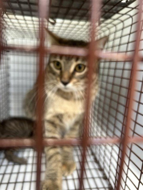 A657617, Adult Domestic Short Hair / Mixed (short coat), cat for adoption in League City, Texas