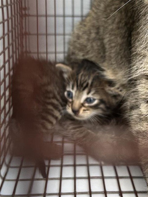 A657618, Baby Domestic Short Hair / Mixed (short coat), cat for adoption in League City, Texas