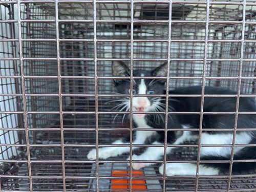A657661, Adult Domestic Short Hair (short coat), cat for adoption in League City, Texas