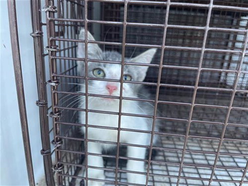 A657662, Baby Domestic Short Hair (short coat), cat for adoption in League City, Texas
