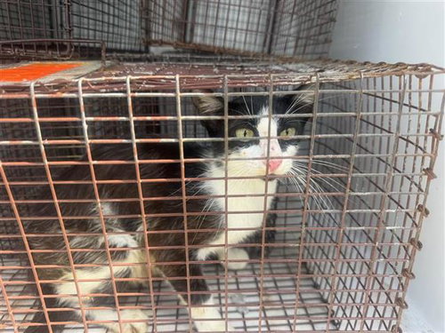 A657683, Young Domestic Short Hair (short coat), cat for adoption in League City, Texas