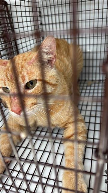 A657695, Young Domestic Short Hair (medium coat), cat for adoption in League City, Texas