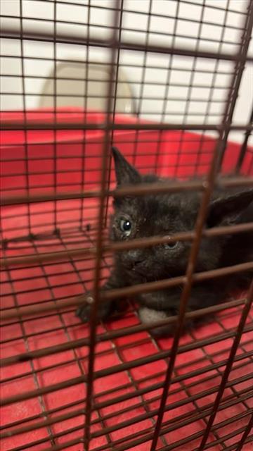A657707, Baby Domestic Short Hair (medium coat), cat for adoption in League City, Texas