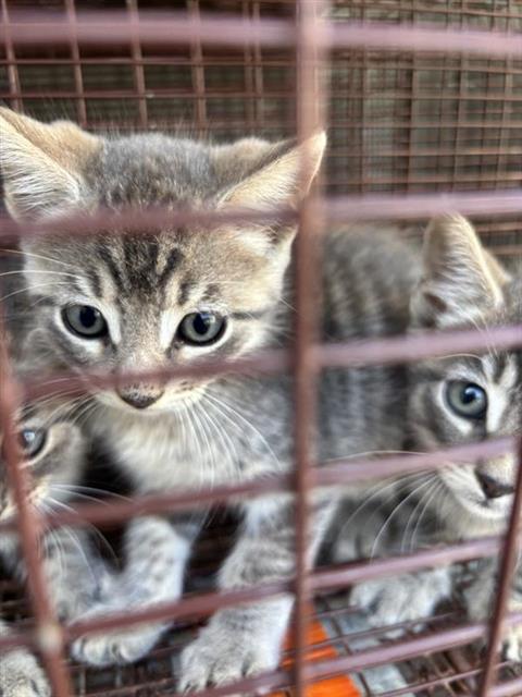 A657709, Baby Domestic Short Hair (short coat), cat for adoption in League City, Texas