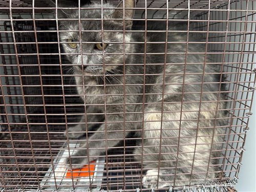 A657750, Young Domestic Short Hair (short coat), cat for adoption in League City, Texas