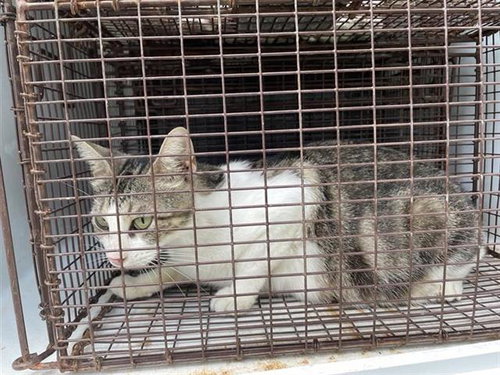 A657772, Young Domestic Short Hair (medium coat), cat for adoption in League City, Texas