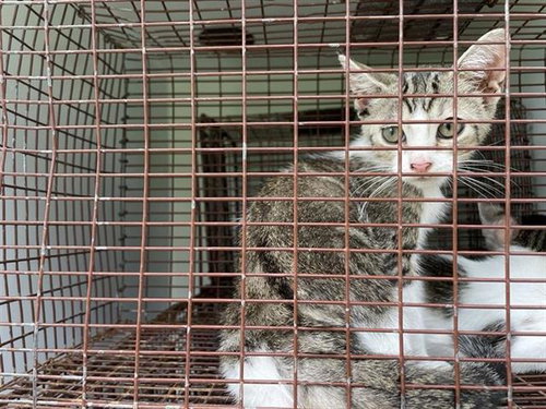 A657774, Baby Domestic Short Hair (medium coat), cat for adoption in League City, Texas