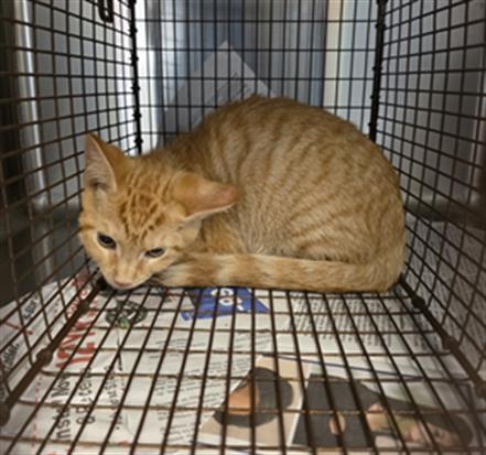 HANDSOME 1, Baby Domestic Short Hair (medium coat), cat for adoption in League City, Texas