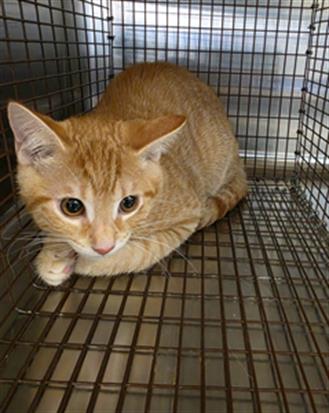 HANDSOME 2, Baby Domestic Short Hair (medium coat), cat for adoption in League City, Texas