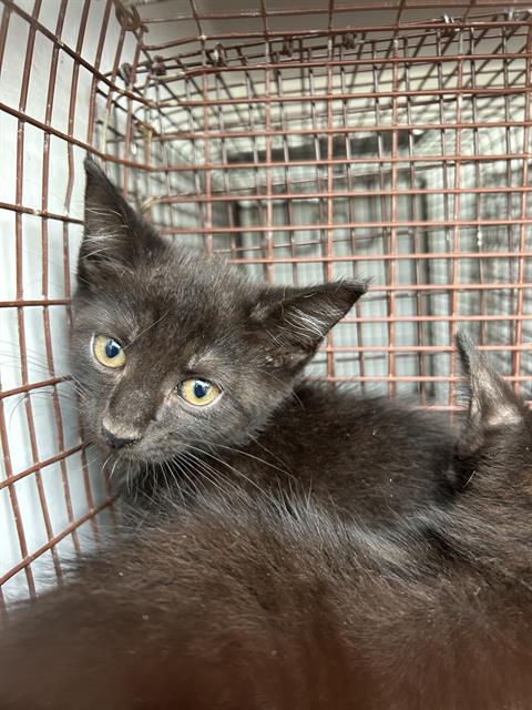 A657814, Baby Domestic Short Hair (medium coat), cat for adoption in League City, Texas