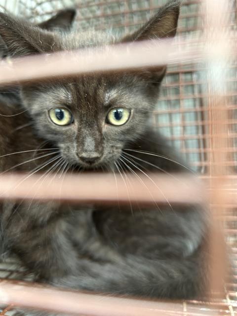 A657815, Baby Domestic Short Hair (medium coat), cat for adoption in League City, Texas