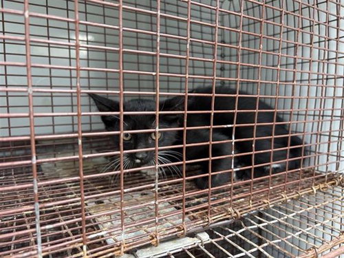 A657872, Baby Domestic Short Hair (medium coat), cat for adoption in League City, Texas
