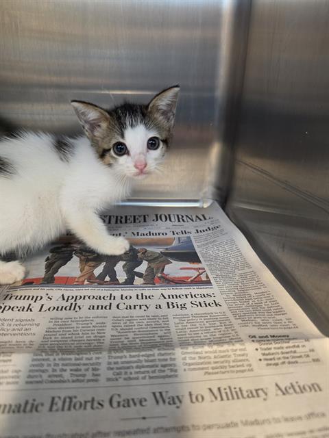 KITTEN 1, Baby Domestic Short Hair (medium coat), cat for adoption in League City, Texas