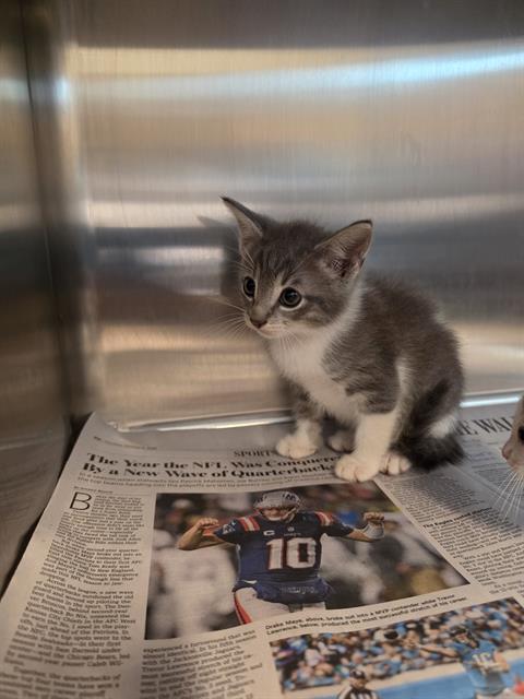 KITTEN 2, Baby Domestic Short Hair (medium coat), cat for adoption in League City, Texas