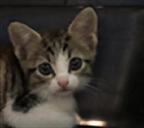 KITTEN 3, Baby Domestic Short Hair (medium coat), cat for adoption in League City, Texas