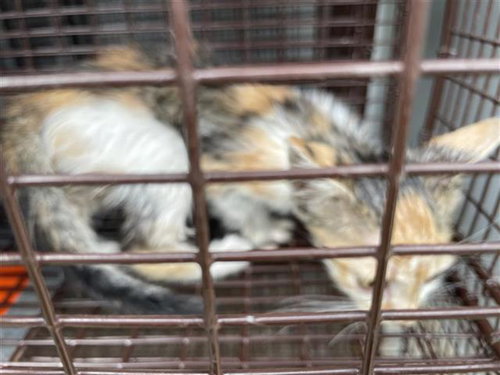 A657941, Baby Domestic Short Hair (short coat), cat for adoption in League City, Texas
