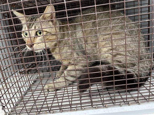 A657967, Adult Domestic Short Hair (short coat), cat for adoption in League City, Texas