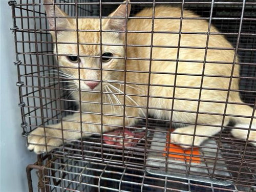 A657972, Adult Domestic Short Hair (medium coat), cat for adoption in League City, Texas