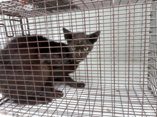 A657975, Young Domestic Short Hair (short coat), cat for adoption in League City, Texas
