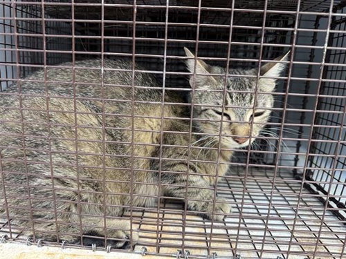A657987, Adult Domestic Short Hair (short coat), cat for adoption in League City, Texas