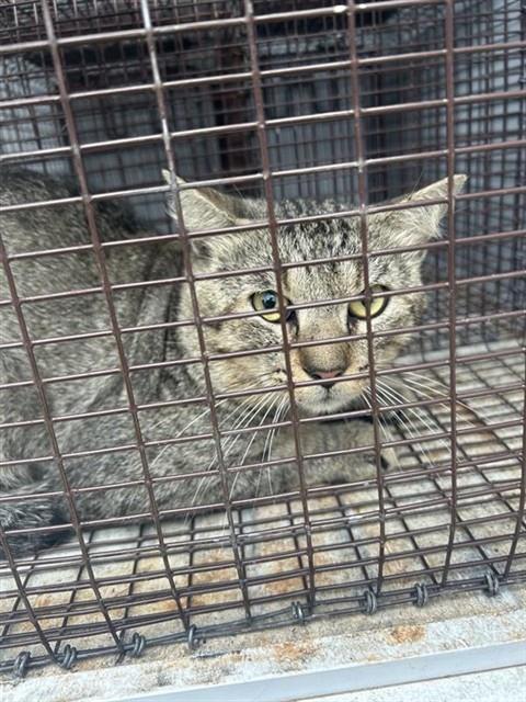 A657994, Adult Domestic Short Hair / Mixed (short coat), cat for adoption in League City, Texas
