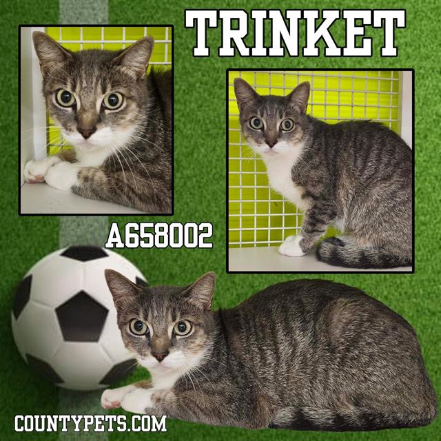 TRINKET Image