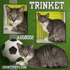 TRINKET - Photo 1