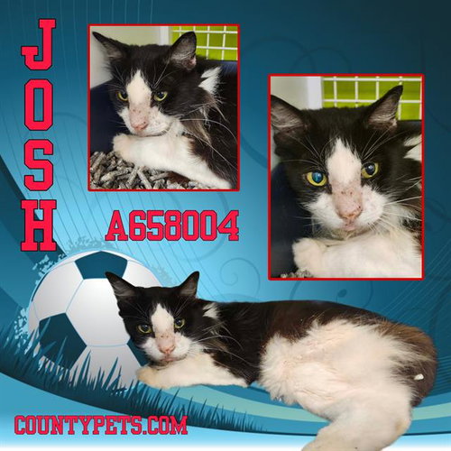 JOSH - Domestic Long Hair available for adoption