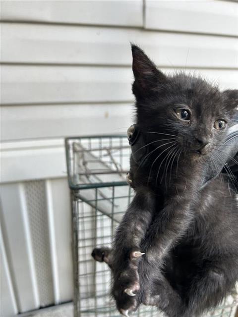 A658042, Baby Domestic Short Hair (medium coat), cat for adoption in League City, Texas