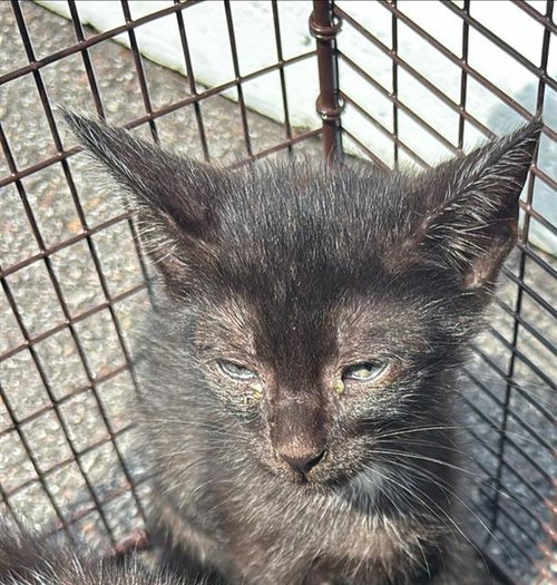 A658048, Baby Domestic Short Hair (medium coat), cat for adoption in League City, Texas