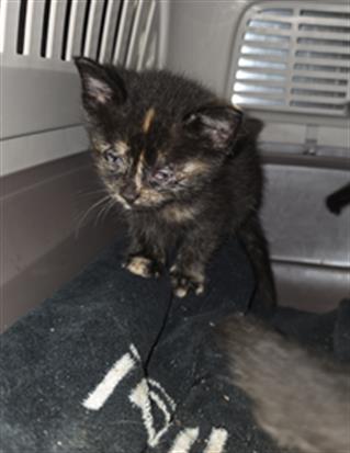 A658057, Baby Domestic Short Hair (medium coat), cat for adoption in League City, Texas
