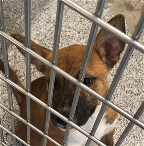 RULA - Pit Bull Terrier available for adoption