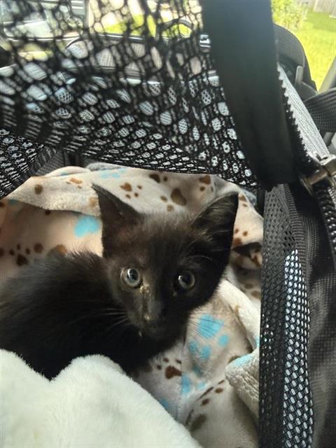 A658123, Baby Domestic Short Hair (medium coat), cat for adoption in League City, Texas