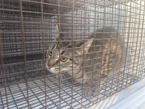 A658130, Adult Domestic Short Hair (short coat), cat for adoption in League City, Texas