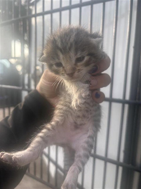 A658132, Baby Domestic Short Hair (short coat), cat for adoption in League City, Texas